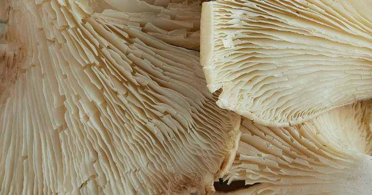 What Comes After Adaptogens